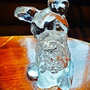 The Power of the Glass Pet Schnauzer